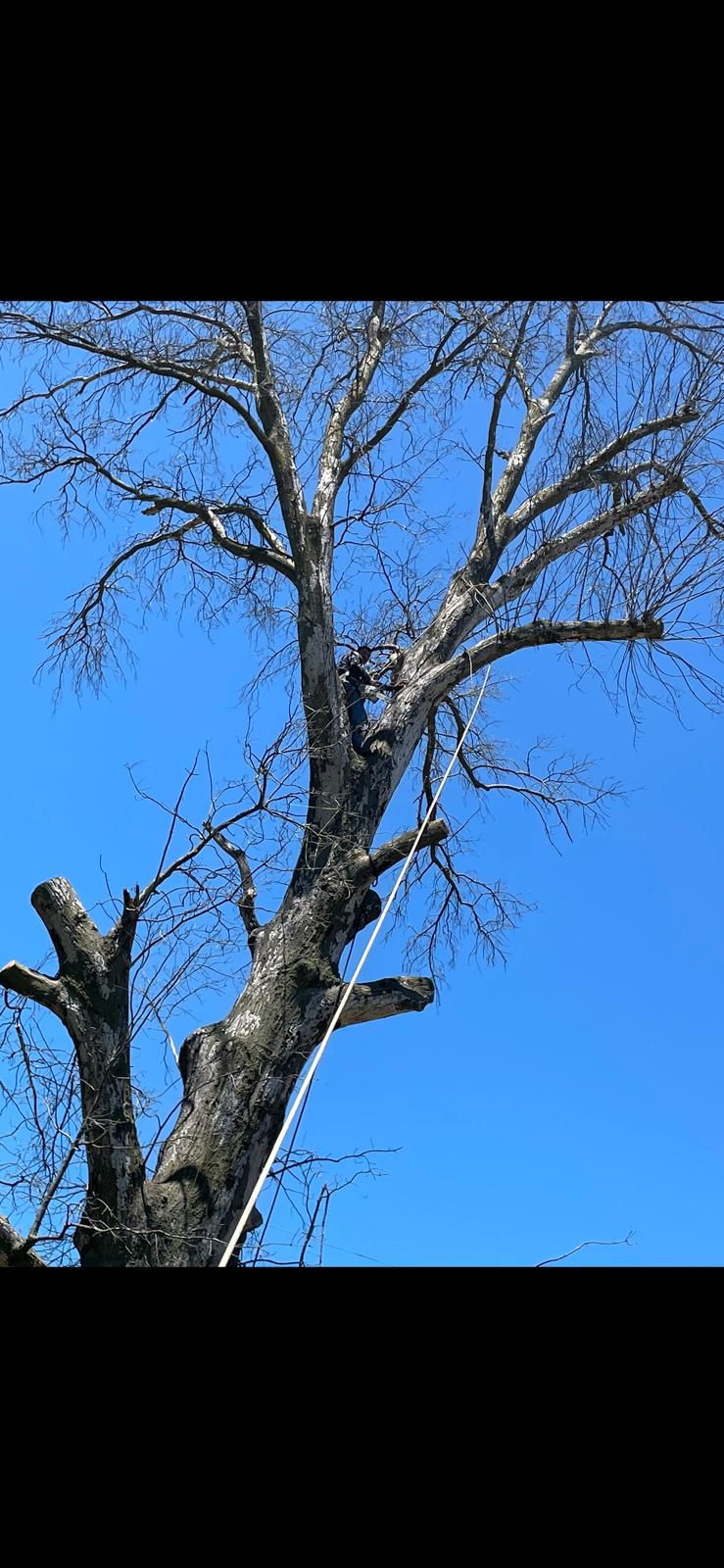 C/E Campos Tree and Lawn Service Image